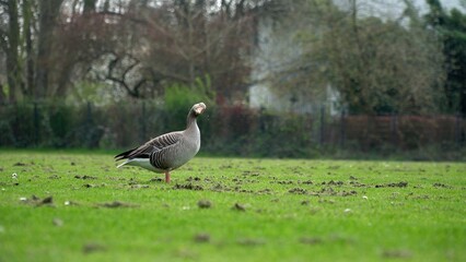 A Serene Duck Resting Calmly Near The Riverbank, Surrounded By Lush Greenery, Capturing The Tranquil Beauty Of Wildlife In Its Natural Habitat, Peacefully Coexisting With Nature.	
