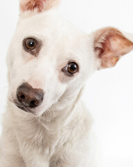 White Chihuahua mix on isolated high key white background