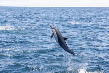 A playful dolphin leaps gracefully out of the ocean, showcasing the beauty and energy of marine life. Perfect for wildlife enthusiasts, ocean lovers, and coastal-themed décor. © Adrian