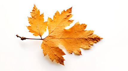Autumn leaves on an isolated white background.