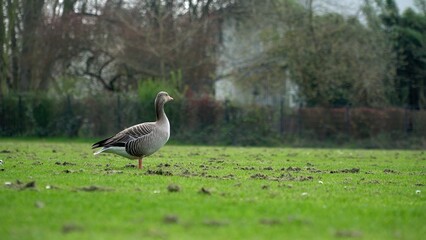 A Tranquil Scene Of Geese Resting Peacefully Near The Riverbank, Surrounded By Lush Greenery And Calm Waters, Highlighting The Harmony And Beauty Of Wildlife In Its Natural Habitat.	
