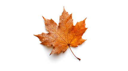 Fototapeta premium Autumn leaves on an isolated white background.
