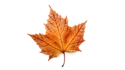 Fototapeta premium Autumn leaves on an isolated white background.