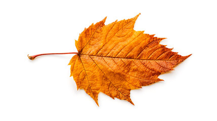 Autumn leaves on an isolated white background.