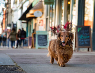 Long Hair dachshund  walking on Broughton St in Downtown Savannah