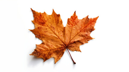 Fototapeta premium Autumn leaves on an isolated white background.