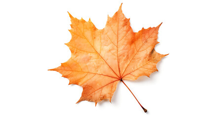 Fototapeta premium Autumn leaves on an isolated white background.
