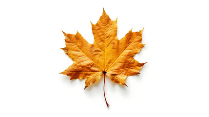 Fototapeta premium Autumn leaves on an isolated white background.