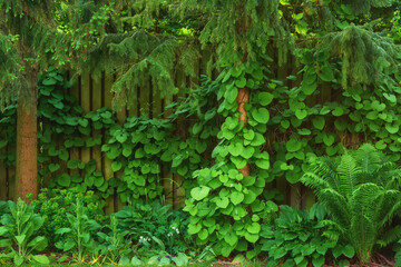 Green, nature and plants in backyard with fence, peace and landscape design with spring growth. Trees, leaves and calm morning countryside garden with bush, natural environment and outdoor park.