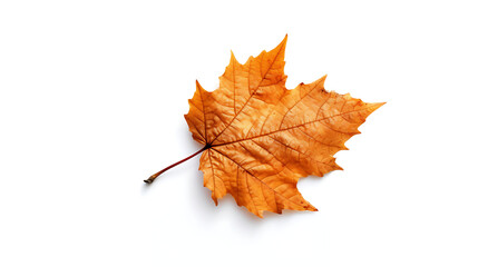 Fototapeta premium Autumn leaves on an isolated white background.