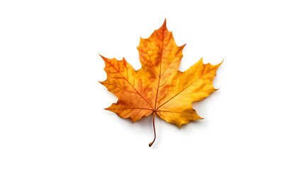 Fototapeta premium Autumn leaves on an isolated white background.