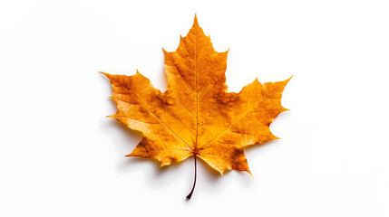 Autumn leaves on an isolated white background.