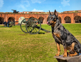 Beauceron at national historic site Ft. Pulaski