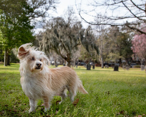 Terrier in park on windy day