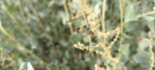 grass and flowers
