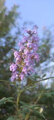 grass and flowers