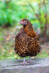 Full body of black-orange hen on the farm