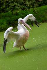Full body of great white pelican