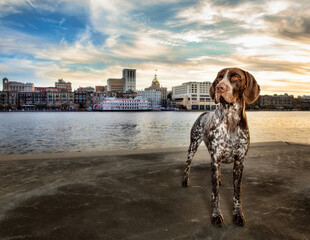 German Shorthair pointer standing in from of savannah ga river street