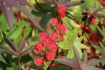 Ricinus communis, also known as castor bean or castor oil plant.