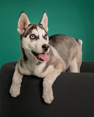 Husky Puppy on Isolated studio background