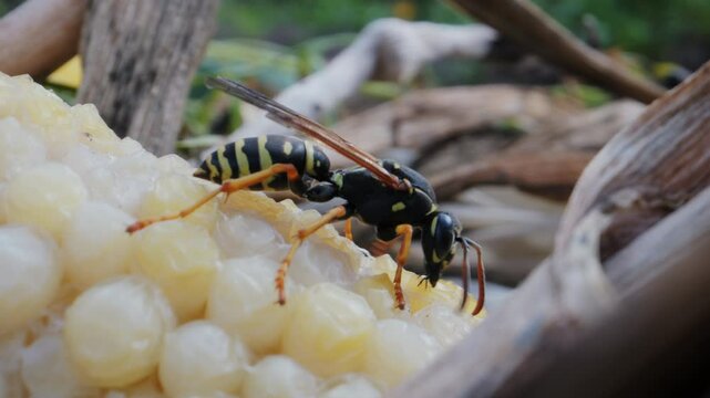 Wasp eats sweet discarded maize in compost heap, macro video