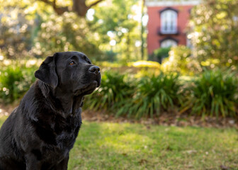 Black lab in front of Mercer house