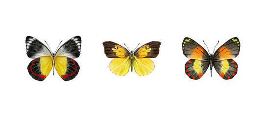 Watercolor colorful butterflies, isolated on white background. brown, yellow and red butterfly spring