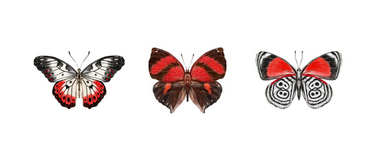 Fototapeta premium Watercolor colorful butterflies, isolated on white background. brown, yellow and red butterfly spring