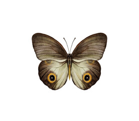 Watercolor colorful butterflies, isolated on white background. brown, yellow and red butterfly spring