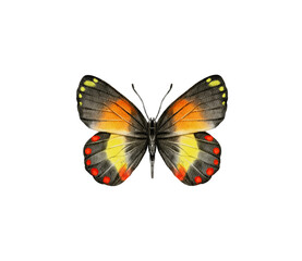 Obraz premium Watercolor colorful butterflies, isolated on white background. brown, yellow and red butterfly spring