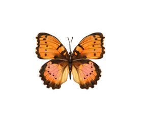 Watercolor colorful butterflies, isolated on white background. brown, yellow and red butterfly spring