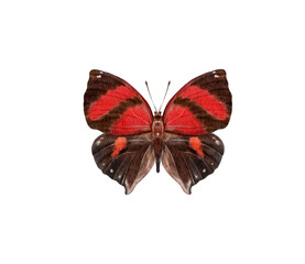 Obraz premium Watercolor colorful butterflies, isolated on white background. brown, yellow and red butterfly spring