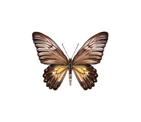 Watercolor colorful butterflies, isolated on white background. brown, yellow and red butterfly spring