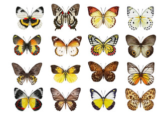 Watercolor colorful butterflies, isolated on white background. brown, yellow and red butterfly spring