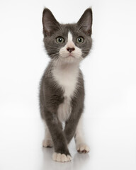 Grey and white kitten on high key backround