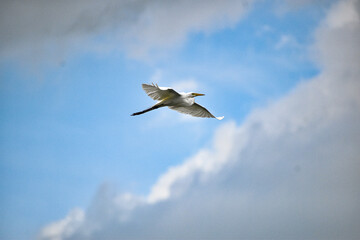 Obraz premium A Great egret flying over the blue sky.