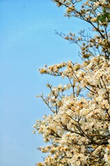 Flower, ipe tree, spring, nature, brazil, parana, londrina, tree is life, beauty of nature.
Flor, arvore de ipe, primavera, natureza, brasil, parana, londrina, arvore é vida, beleza da natureza 