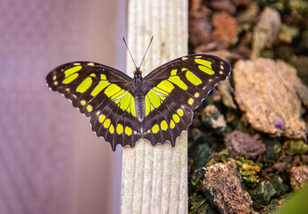 Malachite butterfly 'Siproeta stelenes' is a Neotropical brush-footed butterfly