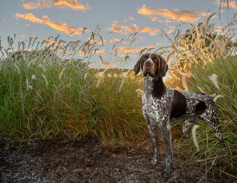 German Shorthair Pointer standing in pampas grass; german shorthair pointer standing looking regal in grass at sunset.