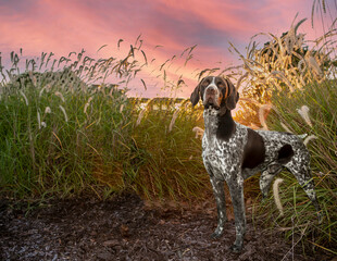 German Shorthair Pointer standing in grass in front of red sky sunset