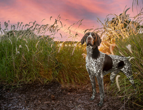 German Shorthair Pointer standing in grass in front of red sky sunset