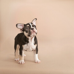 Black and white french bulldog  puppy looking up