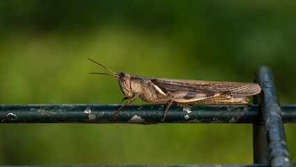 Mother grasshopper basking on the iron fence