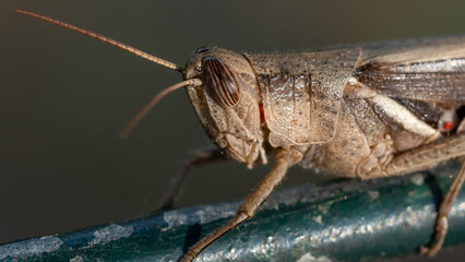 Mother grasshopper watching her two young