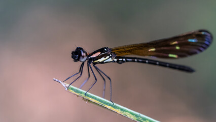 Small and long dark red dragonfly, a rare species