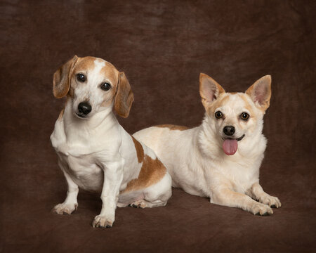 Two small dogs posing on bround background in studio
