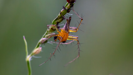 Cute and unique spiders, their skin looks transparent when exposed to light, spider on a flower