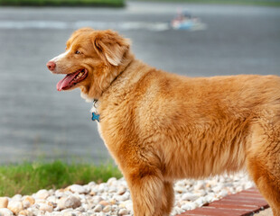 Nova Scotia Duck Tolling Retriever outside by river