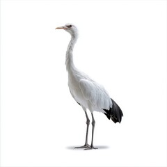 Naklejka premium Elegant Secretarybird on a White Background